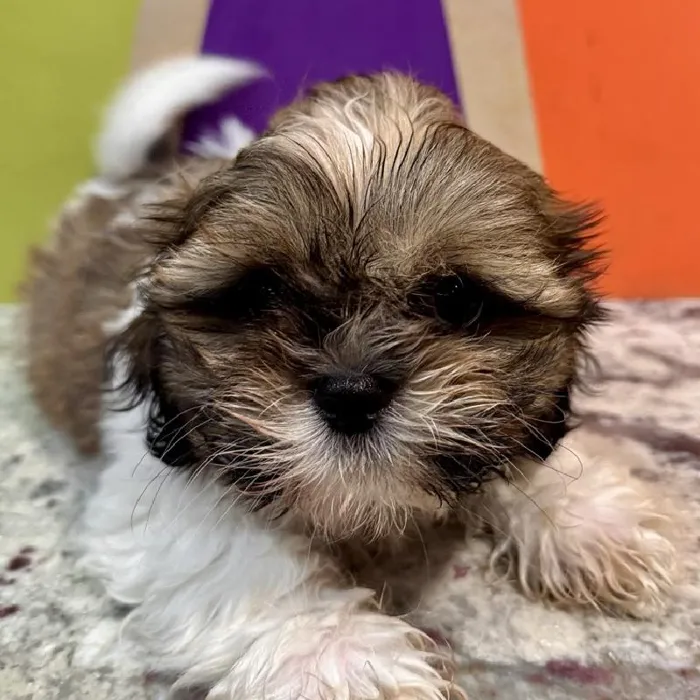 Male Shih Tzu puppy named Bennie for sale at Petland Fayetteville.