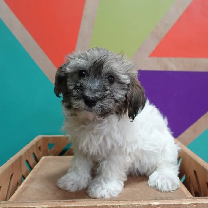 Male Havanese puppy named Harold for sale at Petland Joplin.