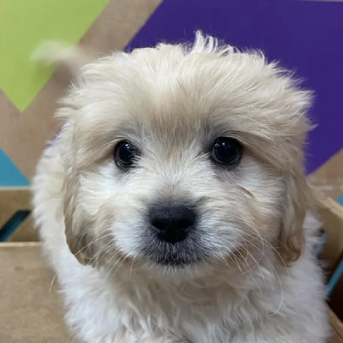Male Peke-A-Poo puppy named Ezra for sale at Petland Fayetteville.