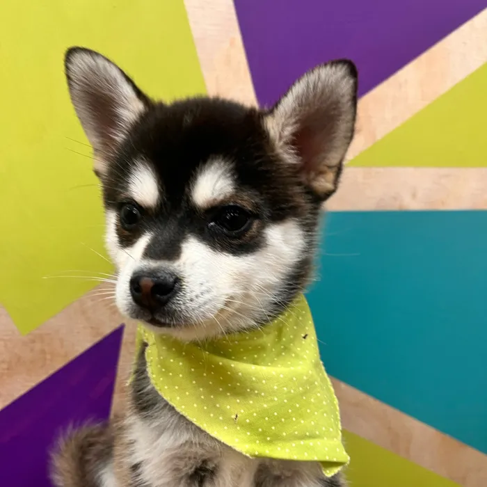 Male Alaskan Klee Kai puppy named Michael for sale at Petland Wichita West.