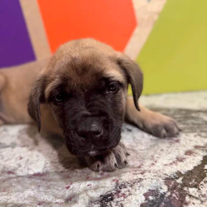 Male English Mastiff puppy named Blossom for sale at Petland Rogers.