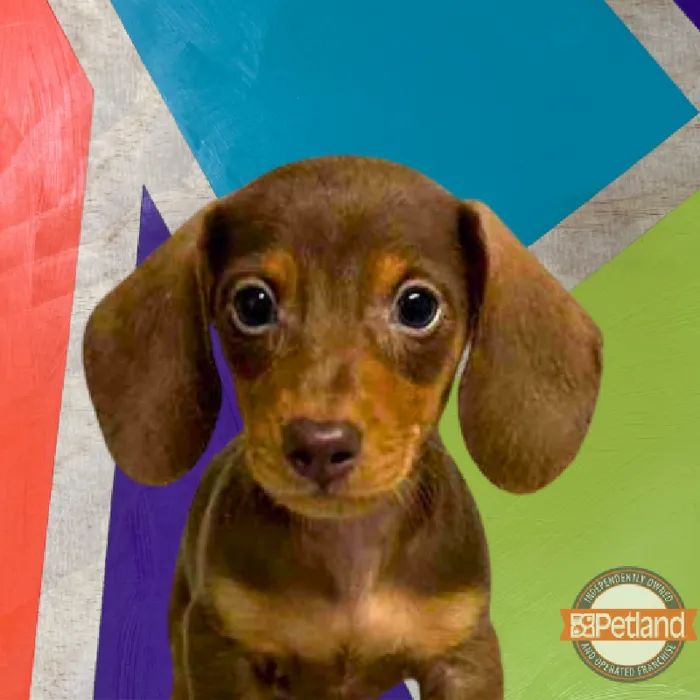 Male Mini Dachshund puppy named Frank for sale at Petland Rogers.