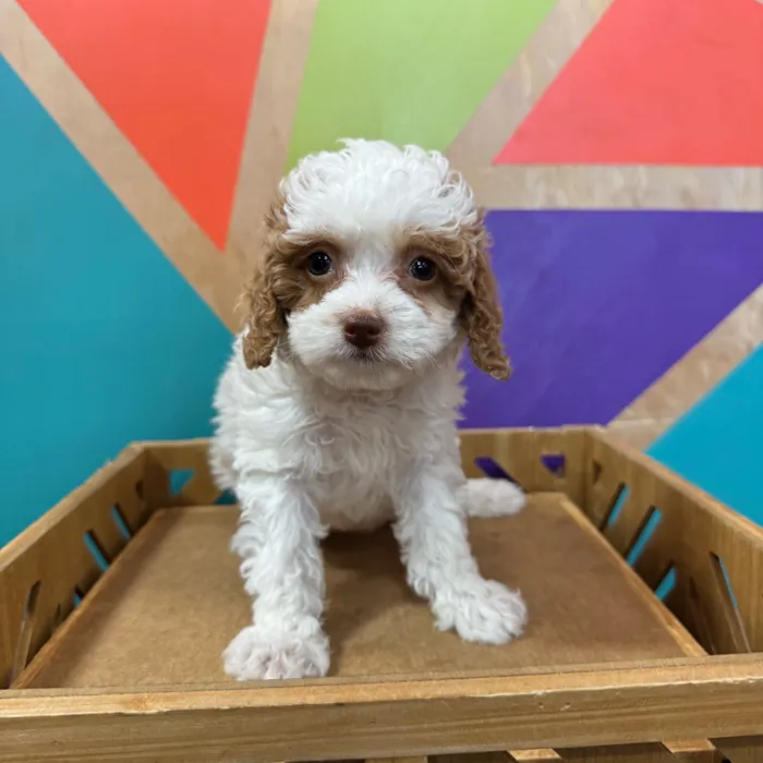 Female Shipoo puppy named Rory for sale at Petland Joplin.