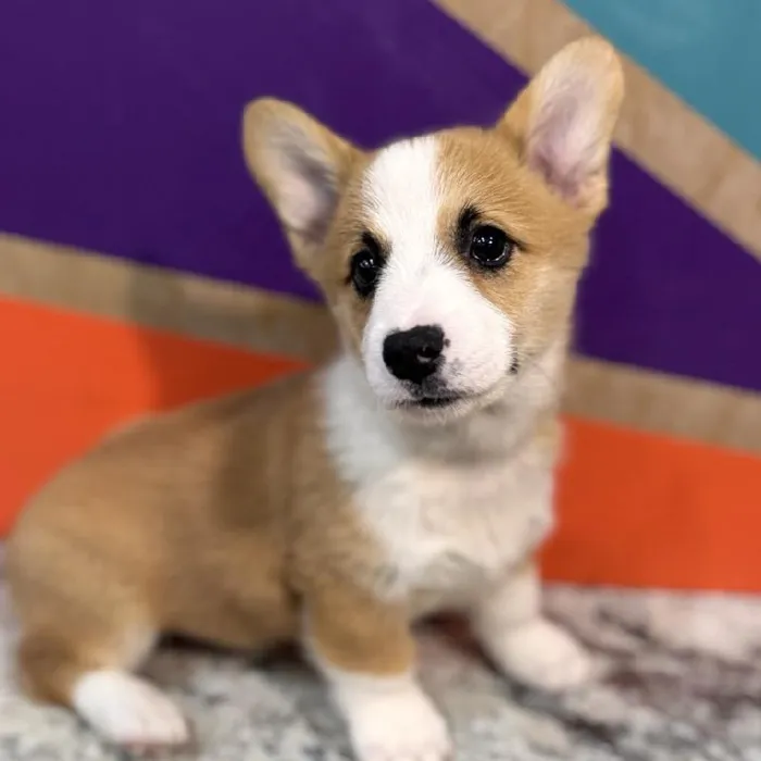 Male Pembroke Welsh Corgi puppy named Moore for sale at Petland Rogers.