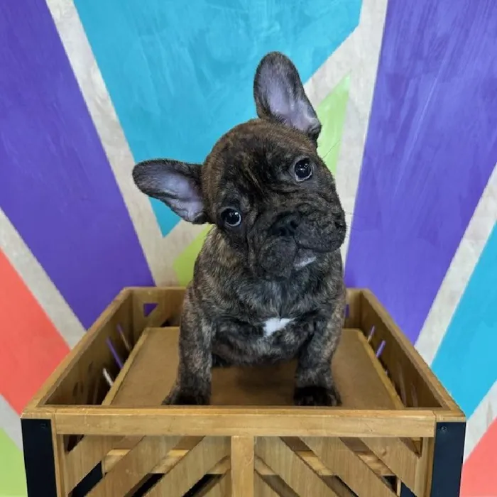 Male French Bulldog puppy named Chubbs for sale at Petland Fayetteville.