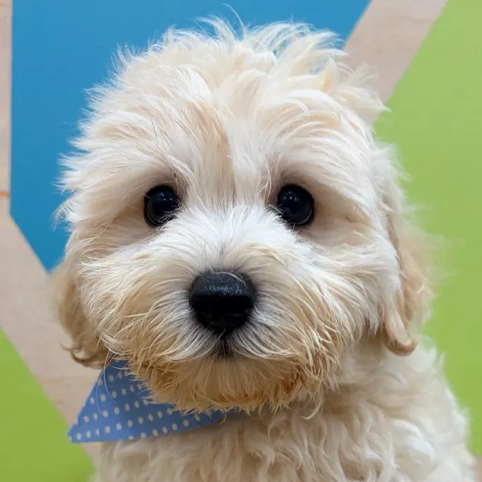 Male Maltipoo puppy named Edwin for sale at Petland Wichita West.