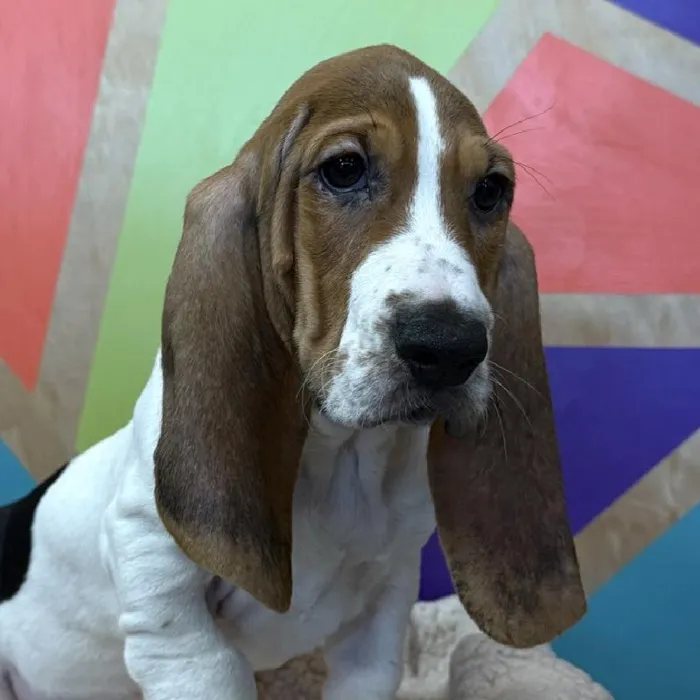 Female Basset Hound puppy named Boo for sale at Petland Rogers.