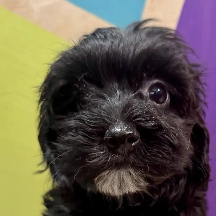 Female Mini Poodle puppy named Maya for sale at Petland Fayetteville.