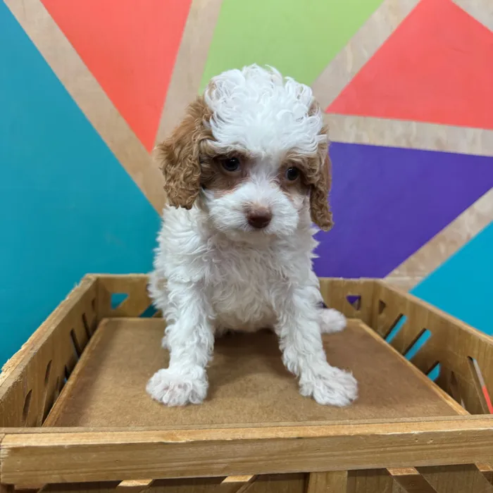 Female Shipoo puppy named Rory for sale at Petland Joplin.