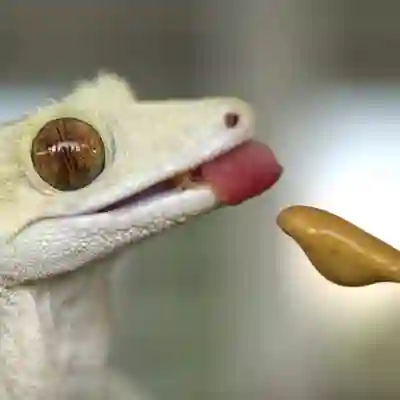 Image Alternative Text