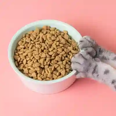 Image Alternative Text