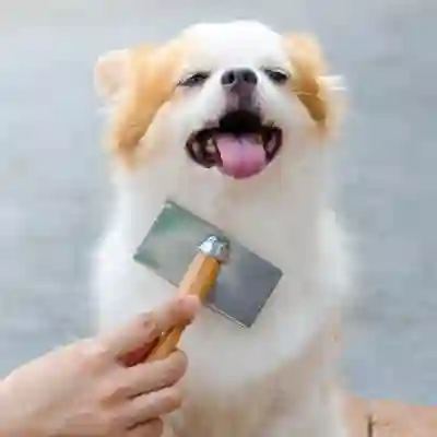 Image Alternative Text