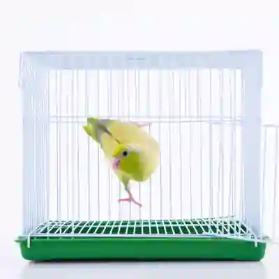 Image Alternative Text