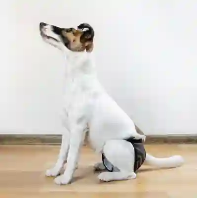 Image Alternative Text