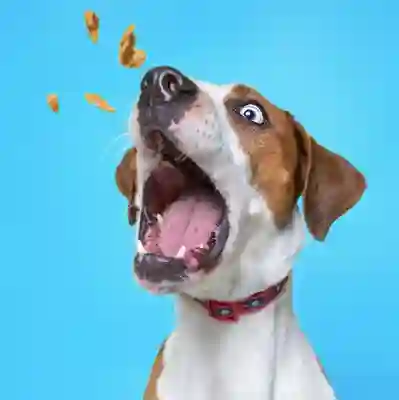 Image Alternative Text