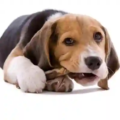 Image Alternative Text