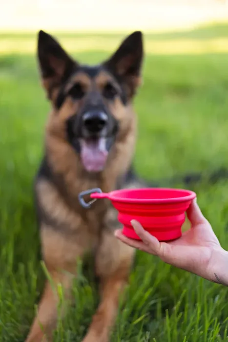 Messy Mutts collapsible bowl watermelon lifestyle view